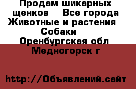 Продам шикарных щенков  - Все города Животные и растения » Собаки   . Оренбургская обл.,Медногорск г.